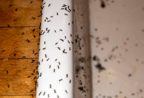 Best Bed Bug Extermination  in Lumbine, CO