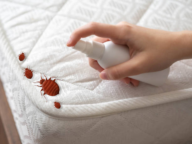 Best Residential Pest Control  in Lumbine, CO