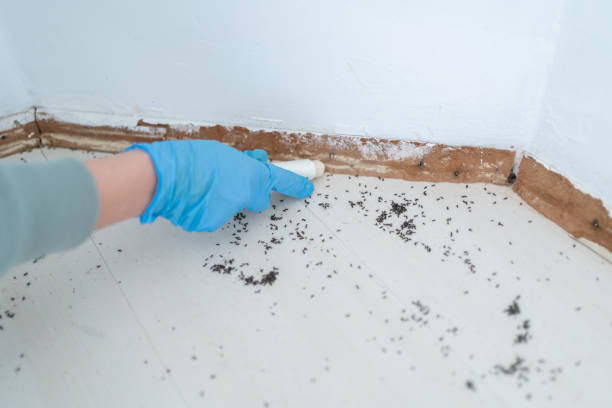 Best Termite Control Services  in Lumbine, CO