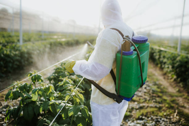 Best Local Pest Control Services  in Lumbine, CO